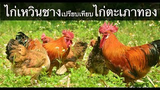 ไก่เหวินชาง เปรียบเทียบ VS ไก่ตะเภาทอง ตอน 10 #ไก่ไหหลำ #ไก่เหวินชาง #ไก่ตะเภาทอง