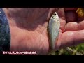 【アクアリウム】用水路に生息する熱帯魚のような魚を日本淡水魚水槽に追加 透き通った水の中に群れで泳ぐカワイすぎる魚を捕獲する