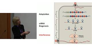 Jennifer Doudna: CRISPR Basics