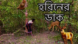 রাতের বেলায় সুন্দরবনের হরিণ এর ডাক কেমন শুনুন॥Sundarban