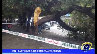 TRANI  -  CADE TRONCO SULLA STRADA, TRAGEDIA SFIORATA