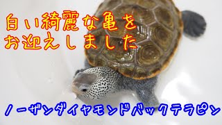 【亀】【カメ】【ダイヤモンドバックテラピン】白くて綺麗な亀をお迎えしました🐢✨