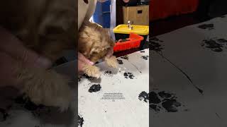 DIY paw print art 🐾
