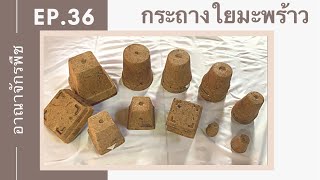 อาณาจักรพืช | EP.36 กระถางใยมะพร้าวที่เป็นมิตรต่อสิ่งแวดล้อม