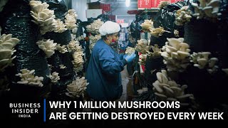 Why 1 Million Mushrooms Are Getting Destroyed Every Week | Big Business