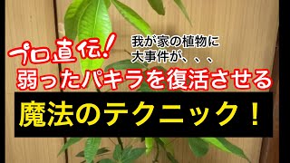 我が家のパキラに大事件が発生！？弱ったパキラを復活させる魔法のテクニックを大公開しちゃいます！