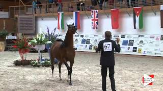 N 67 MARSHAN   Prague Intercup 2015   Stallions 7 years old and over Class 11