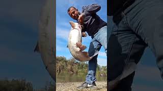 Pesca de buen bagre de Beto #pesca