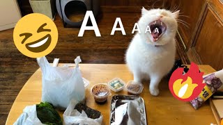 😂 Funniest Cats and Dogs Videos 😺🐶 || 🥰😹 Hilarious Animal Compilation №347