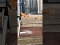 我が街の風景〜猫ちゃん〜 ねこ cat ガン見 ひな祭り 我が家 北海道 おうちごはん 野良猫 hokkaido ＃snow 雪国 雪どけ クックパッド