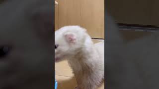 ドア開けなんて簡単すぎるフェレット#shorts #ferret #cuteanimals