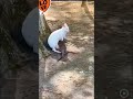 How an kangaroo give birth to baby