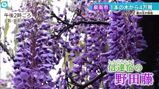 今が見ごろ　満開の藤の花が4万房！ 泉南市の野田藤