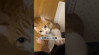 帰宅後は構って欲しい甘え上手な猫。　#shorts