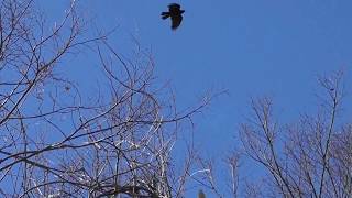 カラスとバトルするチョウゲンボウ