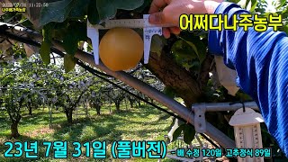 (풀) 어쩌다나주농부 - 23년 7월 31일 #추석출하 #25과 #배크기 #호밀 #무경운 #초생재배 #나주배 #신고배 #어쩌다나주농부 #나주배가족농장