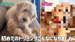 大型犬ゴールデンドゥードルの初めてトリミングこんなになりました笑