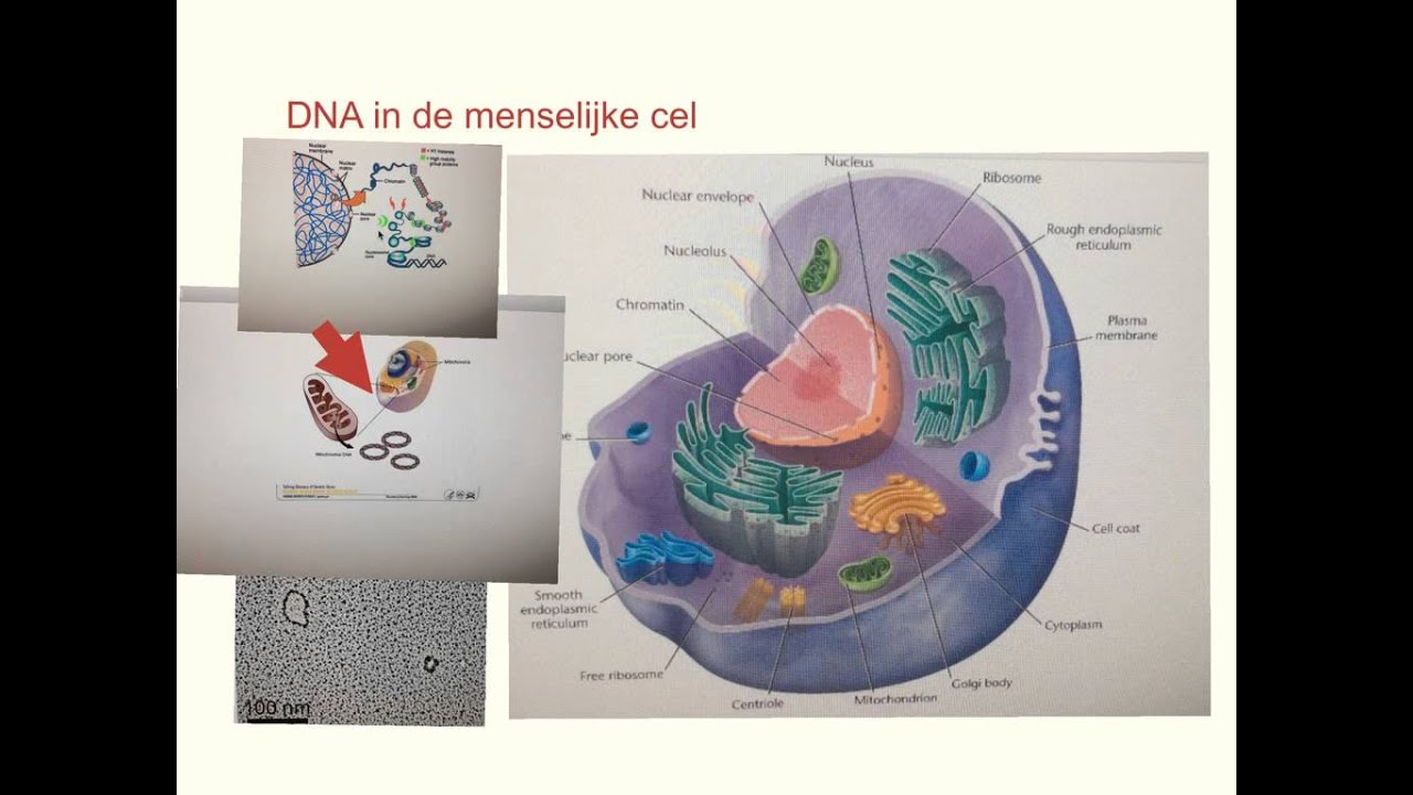 DNA In Een Menselijke Cel Waar Is Het Te Vinden? - YouTube