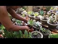 replantando aeonium lemon lime identificando suculentas