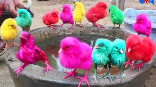 Terribly Video : Murge Color Chicks in Underwater | MURGI Videos | Hen Videos | FishCutting