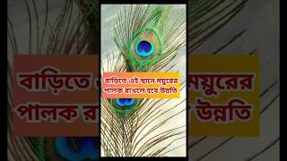 ময়ুরের পালক রাখলে হবে উন্নতি, Mouer palok ghore thakle ki hoy,Mayur palok tota, Vastu tips