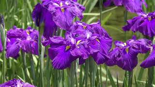 加茂荘の花菖蒲と紫陽花