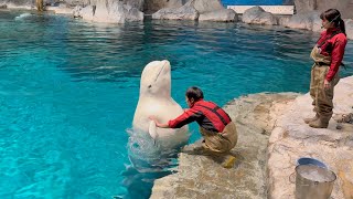 2025人/02/15 ベルーガの公開トレーニング【11:00の回】@名古屋港水族館