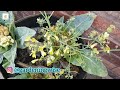 you will be amazed to see this when cauliflower actually flowers