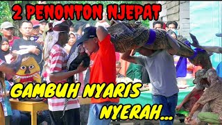 GAMBUH NYARIS NYERAH,2 PENONTON KESURUPAN TOTA