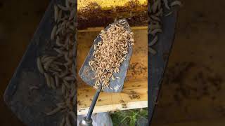 Small Hive Beetle Larvae #beekeeperslife #honeybee #honey #beelife #beekeeping