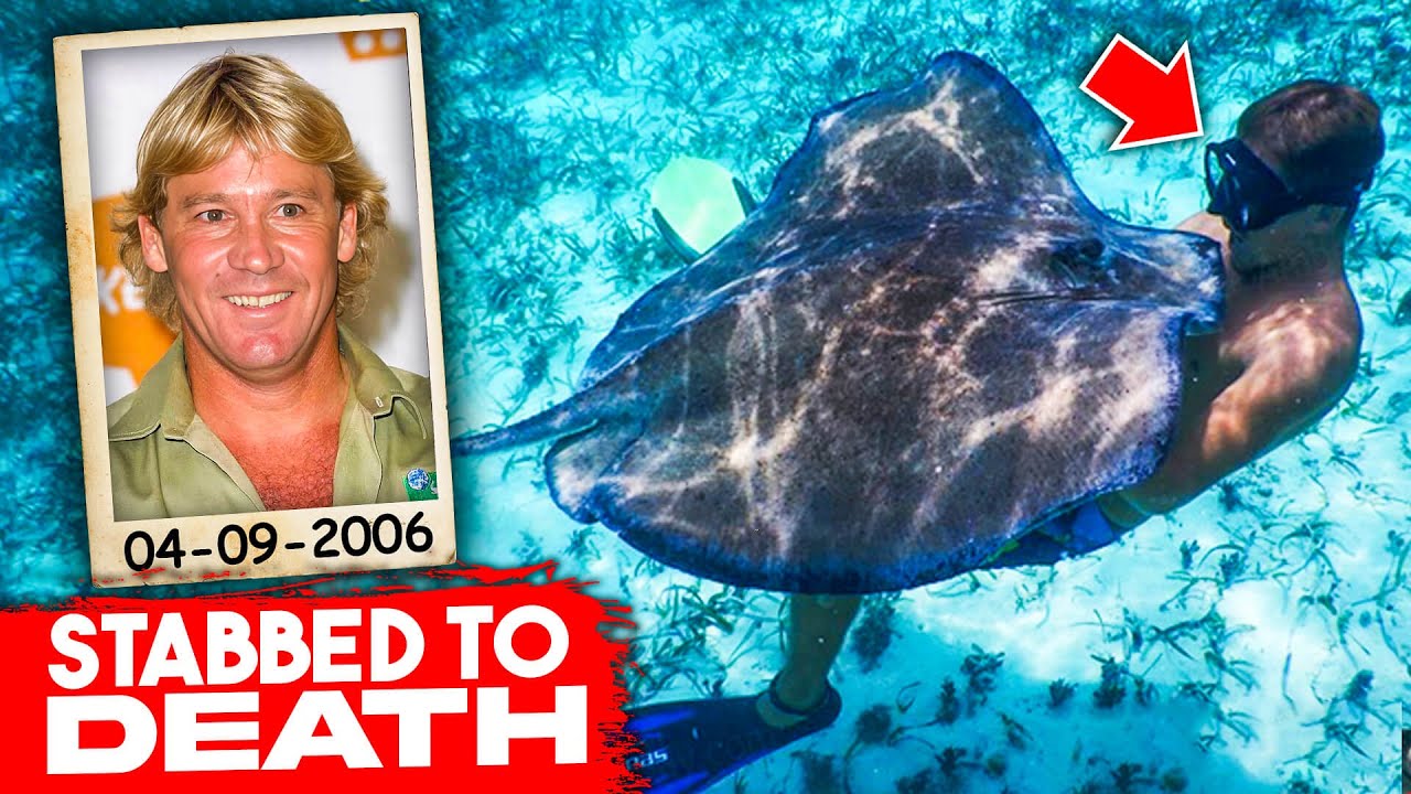 The Stingray Attack On Steve Irwin - YouTube