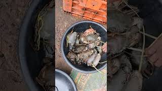 LIVE AMALAPURAM PALLAMKURRU CRABS AVALIABLE AT ON DOWLESWARAM BRIDGE