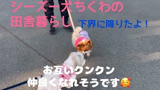 【シーズー】お友達を探しに下界に降りたちくわ🐶