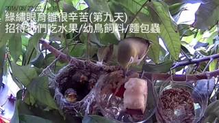 綠繡眼育雛第九天~招待吃水果/幼鳥飼料/麵包蟲