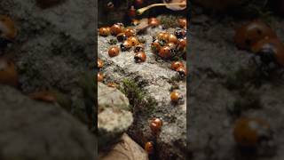 How Do Ladybugs Survive Winter? 🐞 #bugs #interestingfacts