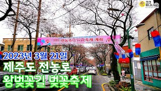 제주도 제주시 전농로 왕벚꽃길 : 왕벚꽃축제예정 2023년03월21일 현재 방문리뷰 - 크크바나나