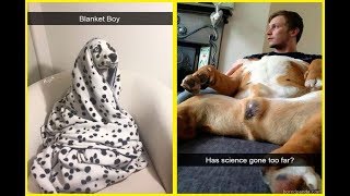Hilarious Dog Snapchats That Are Impossible Not To Laugh At.
