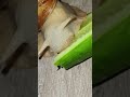 african snails eating 🐌 africansnail pets animals foryou fypシ゚viral