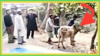 Eid ul Adha Bull 🐂 runs away before Qurbani Sylhet Bangladesh Eid Mubarak not 2024