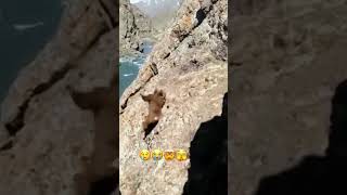 Bear falls off cliff!!#shorts #shortz #bear🐻