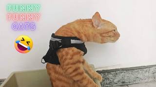 2 Hours of Pure CAT CHAOS 🤣| Hilarious Fails & Funny Moments