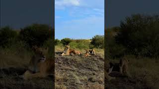 Lion Family Pose For Pictures #Wildlife | #ShortsAfrica