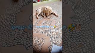 ఆ ఆ వస్తున్నా 🐕🤣🐕 #comedy #petlover #dogloverschannel #funnydog