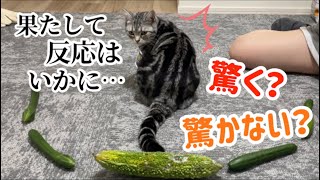 【きゅうりドッキリ】本当に飛び上がるのか！？