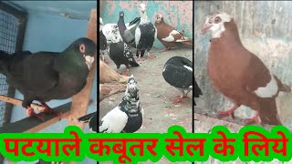 PATYALE KABOOTAR SALE LIYE//बिक्री के कबूतर //sale of pigeons patyale udhte ladte hue//9310932936