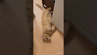 猫ってこんなにダラダラするものでしょうか。（笑）#猫　#マンチカン　#cat #猫のいる暮らし#猫動画　#可愛い猫　#子猫  #猫好き　#癒し猫　#funnycats  #cutecats