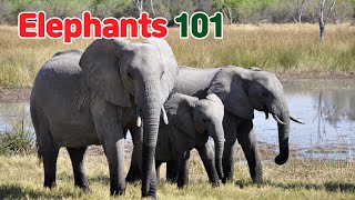 Elephants 101: How to Identify Them???