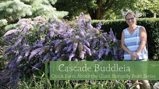 Buddleia Cascade Series Comparison | Walters Gardens