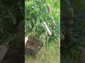 Tamarind tree#grafting #short