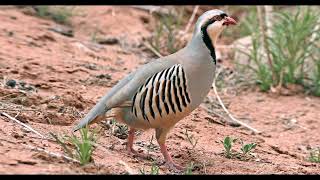 Chakor ( The National Bird of Pakistan )